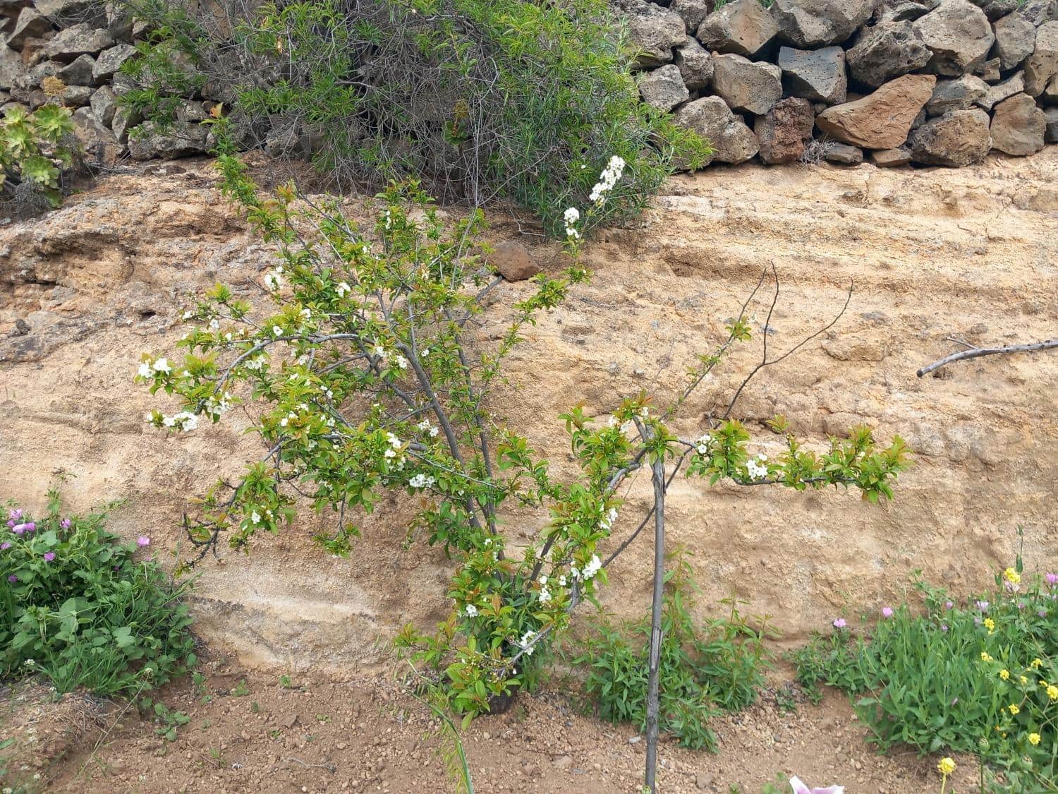 5 soveværelse Finca/Landehus til salg i Vilaflor - € 173.000 (Ref: 9014660)