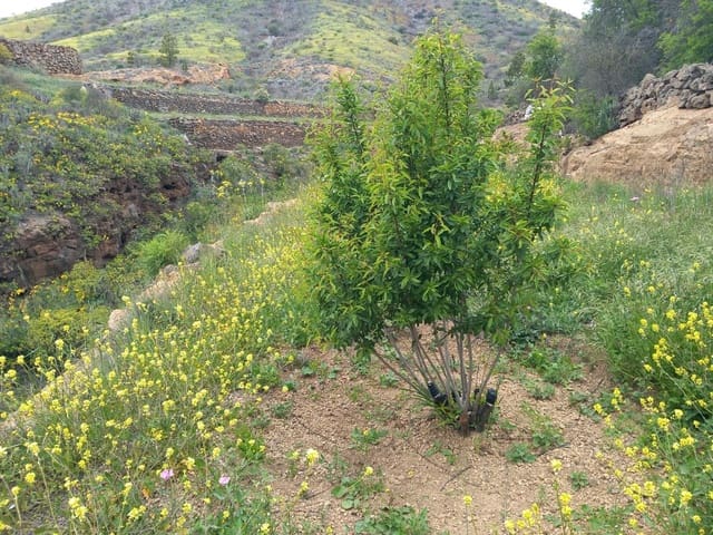 5 soveværelse Finca/Landehus til salg i Vilaflor - € 173.000 (Ref: 9014660)