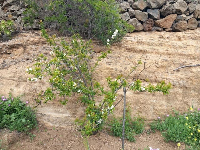 5 soveværelse Finca/Landehus til salg i Vilaflor - € 173.000 (Ref: 9014660)