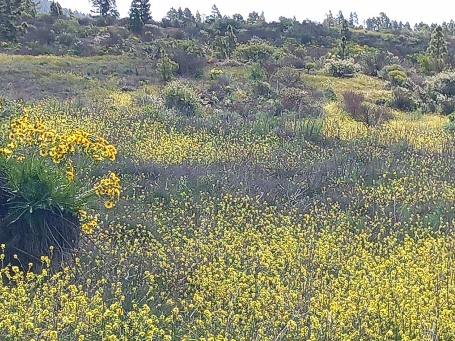 Undeveloped Land for sale in Vilaflor - € 170,000 (Ref: 9491302)