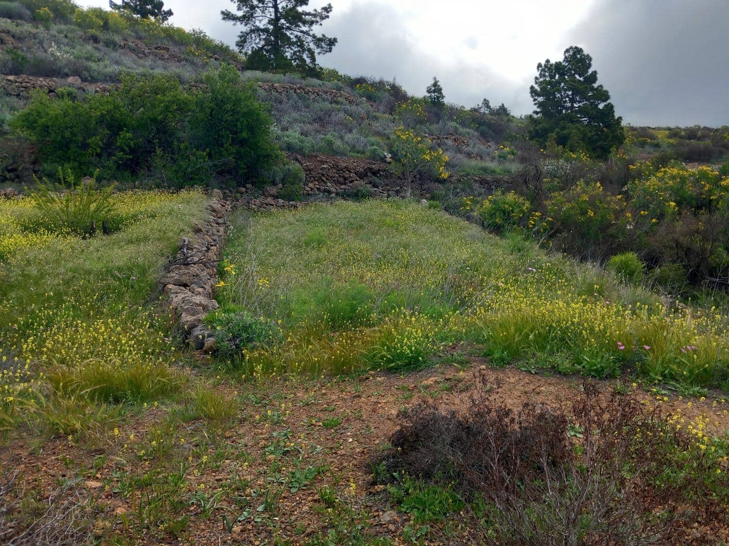 Undeveloped Land for sale in Vilaflor - € 170,000 (Ref: 9491302)