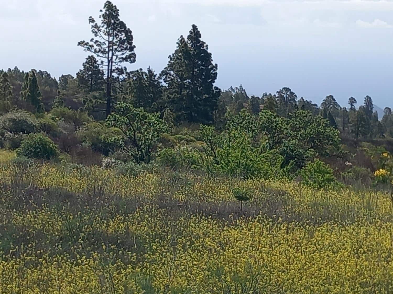 Undeveloped Land for sale in Vilaflor - € 170,000 (Ref: 9491302)