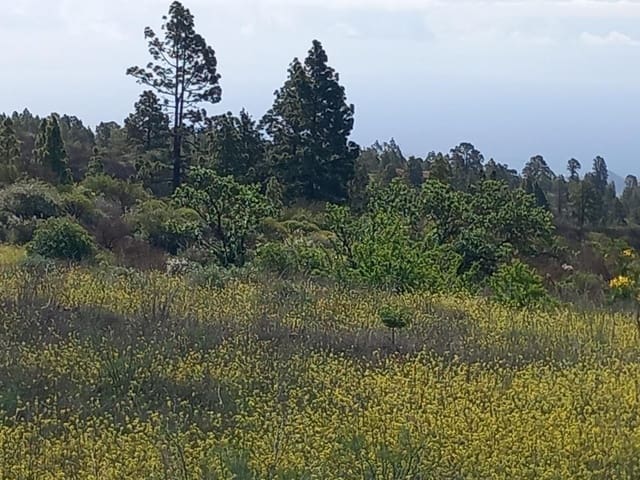 Undeveloped Land for sale in Vilaflor - € 170,000 (Ref: 9491302)