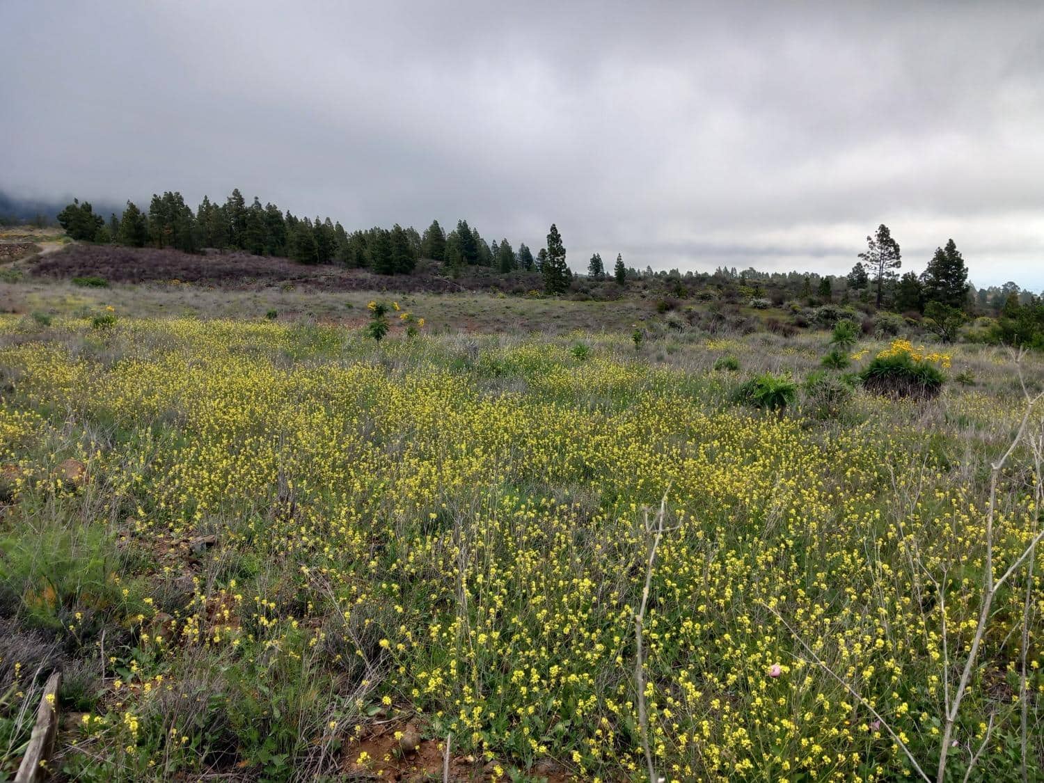 Undeveloped Land for sale in Vilaflor - € 170,000 (Ref: 9491302)