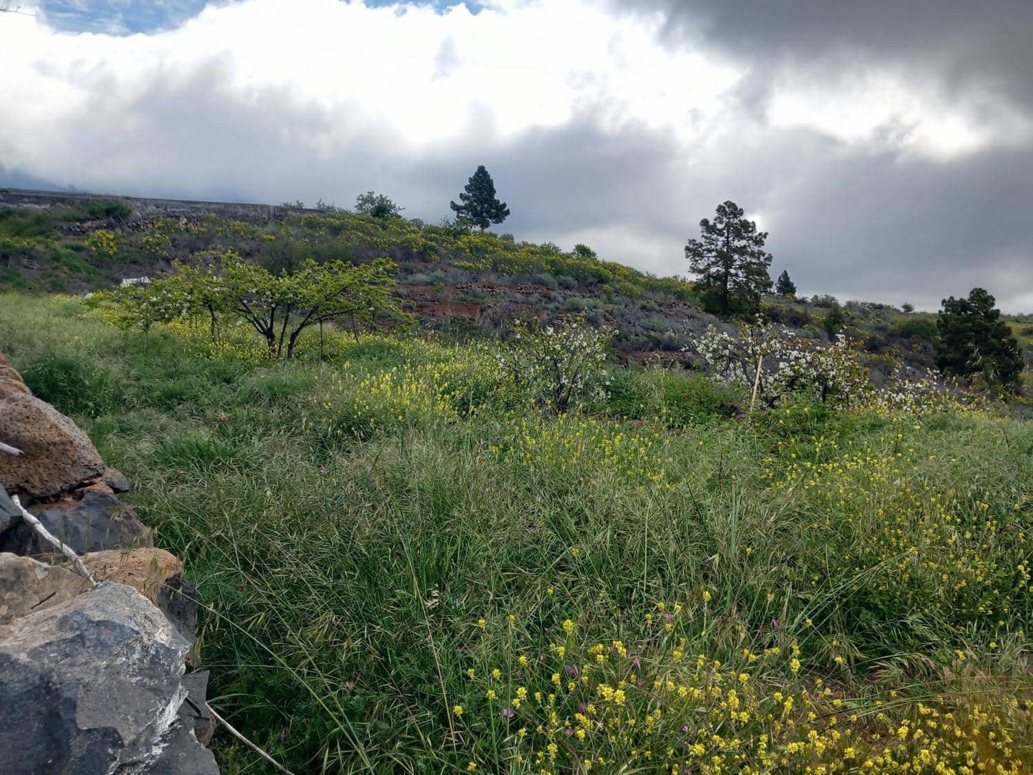 Undeveloped Land for sale in Vilaflor - € 170,000 (Ref: 9491302)