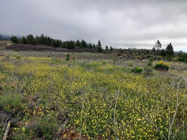 Undeveloped Land for sale in Vilaflor - € 170,000 (Ref: 9491302)