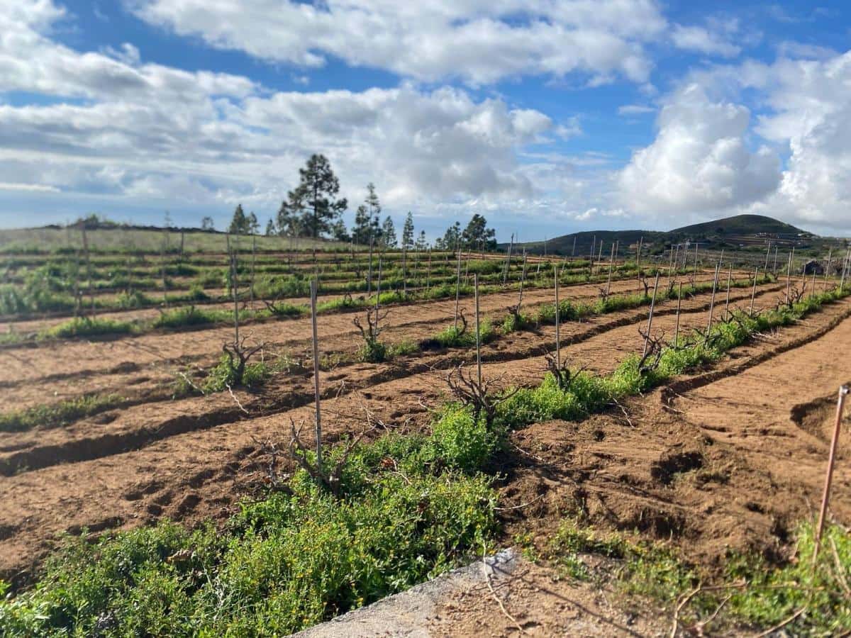 Terreno Non Edificato in vendita in Charco del Pino - 160.000 € (Rif: 9536784)