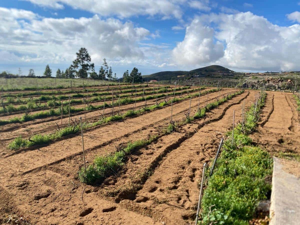 Terreno Non Edificato in vendita in Charco del Pino - 160.000 € (Rif: 9536784)