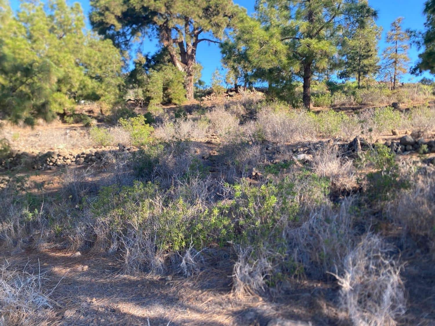 Rakentamaton maa myytävänä paikassa Cruz de Tea - 35 000 € (Ref: 9629941)