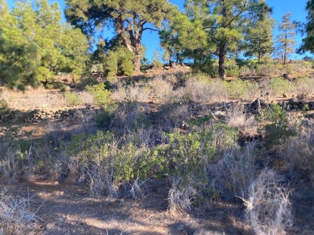 Rakentamaton maa myytävänä paikassa Cruz de Tea, Granadilla de Abona - 35 000 € (Ref: 9629941)