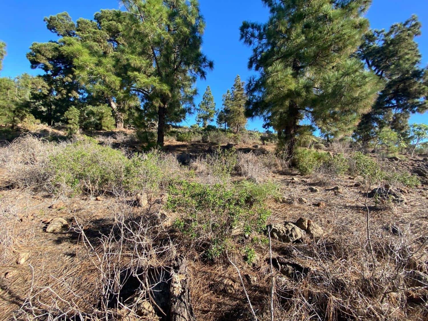 Rakentamaton maa myytävänä paikassa Cruz de Tea - 35 000 € (Ref: 9629941)