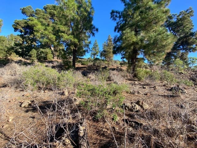 Rakentamaton maa myytävänä paikassa Cruz de Tea, Granadilla de Abona - 35 000 € (Ref: 9629941)