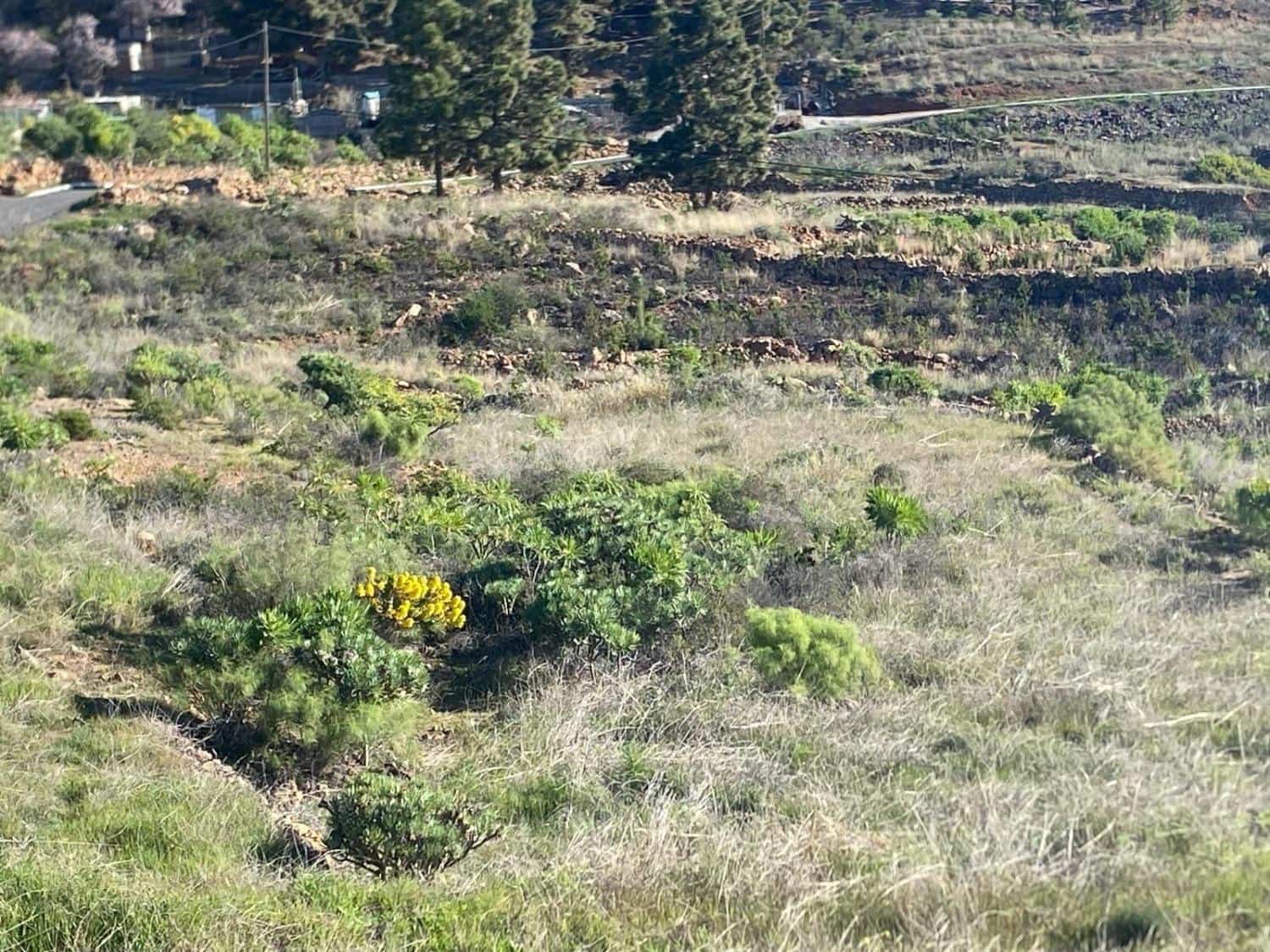 Ubebygd land til salgs i Charco del Pino - € 74 000 (Ref: 9648082)