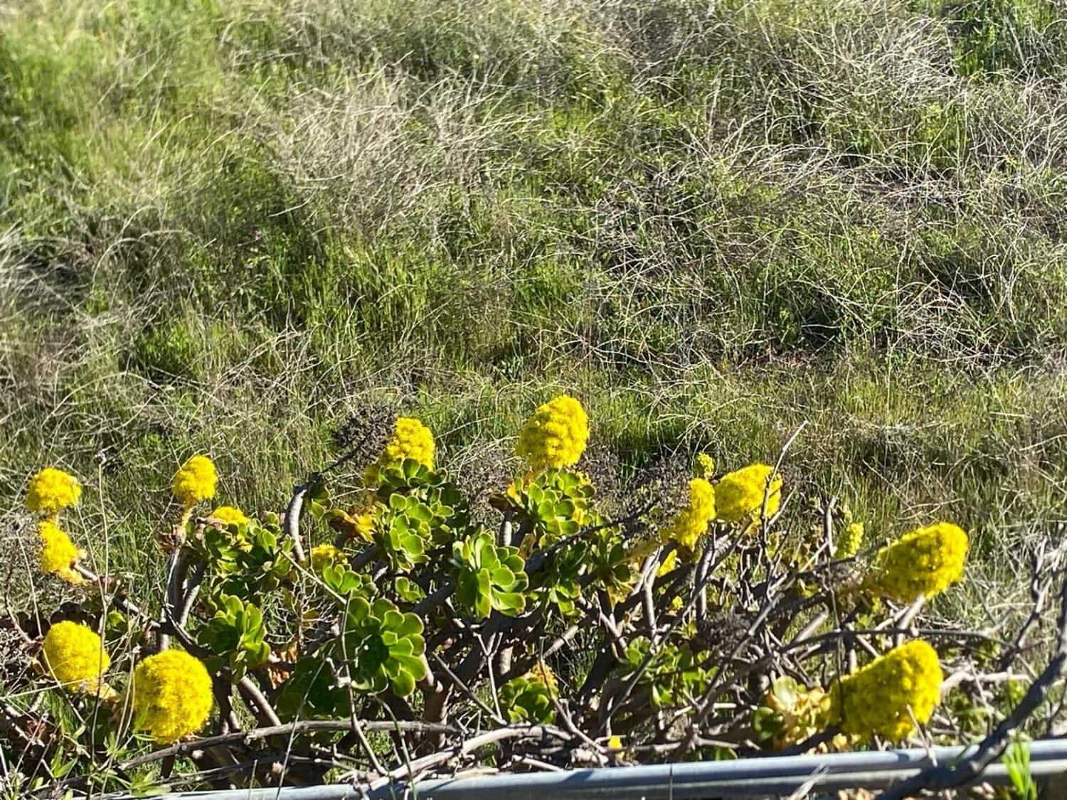 Ubebygd land til salgs i Charco del Pino - € 74 000 (Ref: 9648082)