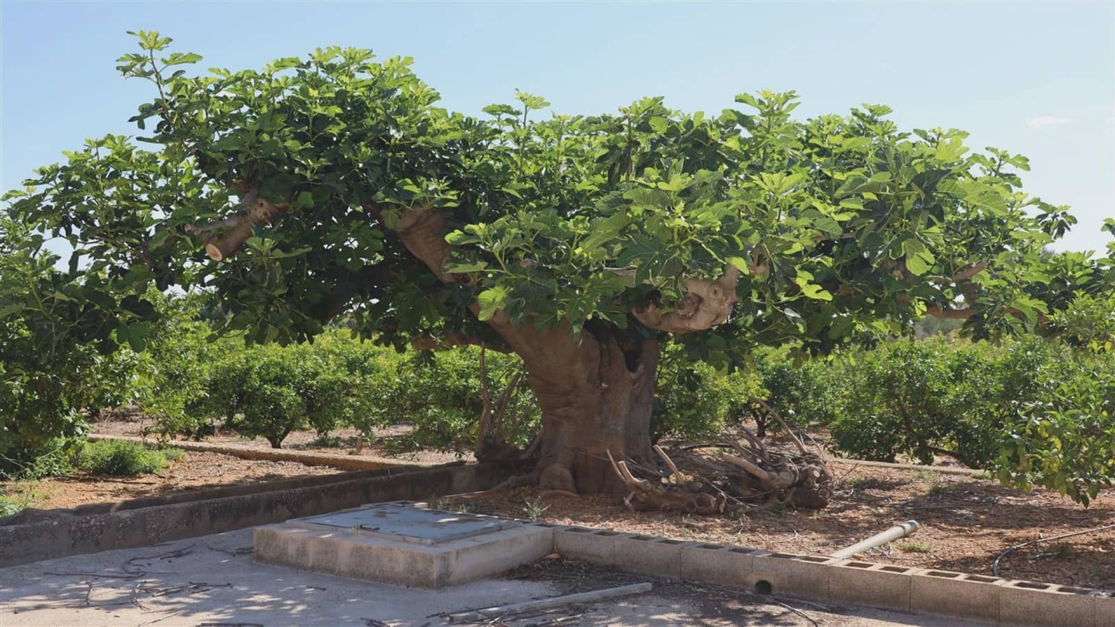 4 soveværelse Finca/Landehus til salg i Ondara - € 500.000 (Ref: 9164420)