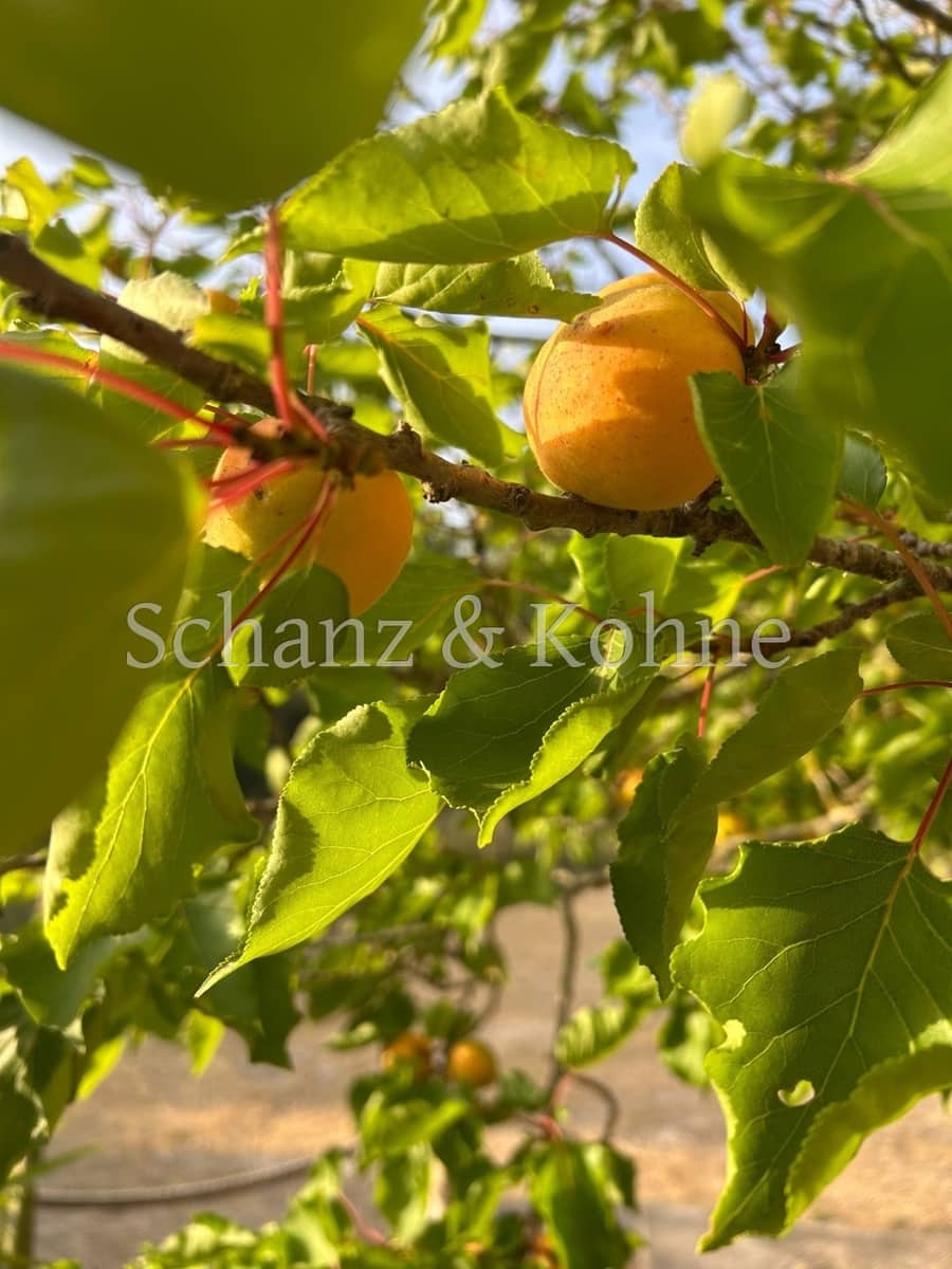 3 chambre Finca/Maison de Campagne à vendre à Sant Joan avec piscine - 789 000 € (Ref: 9170657)