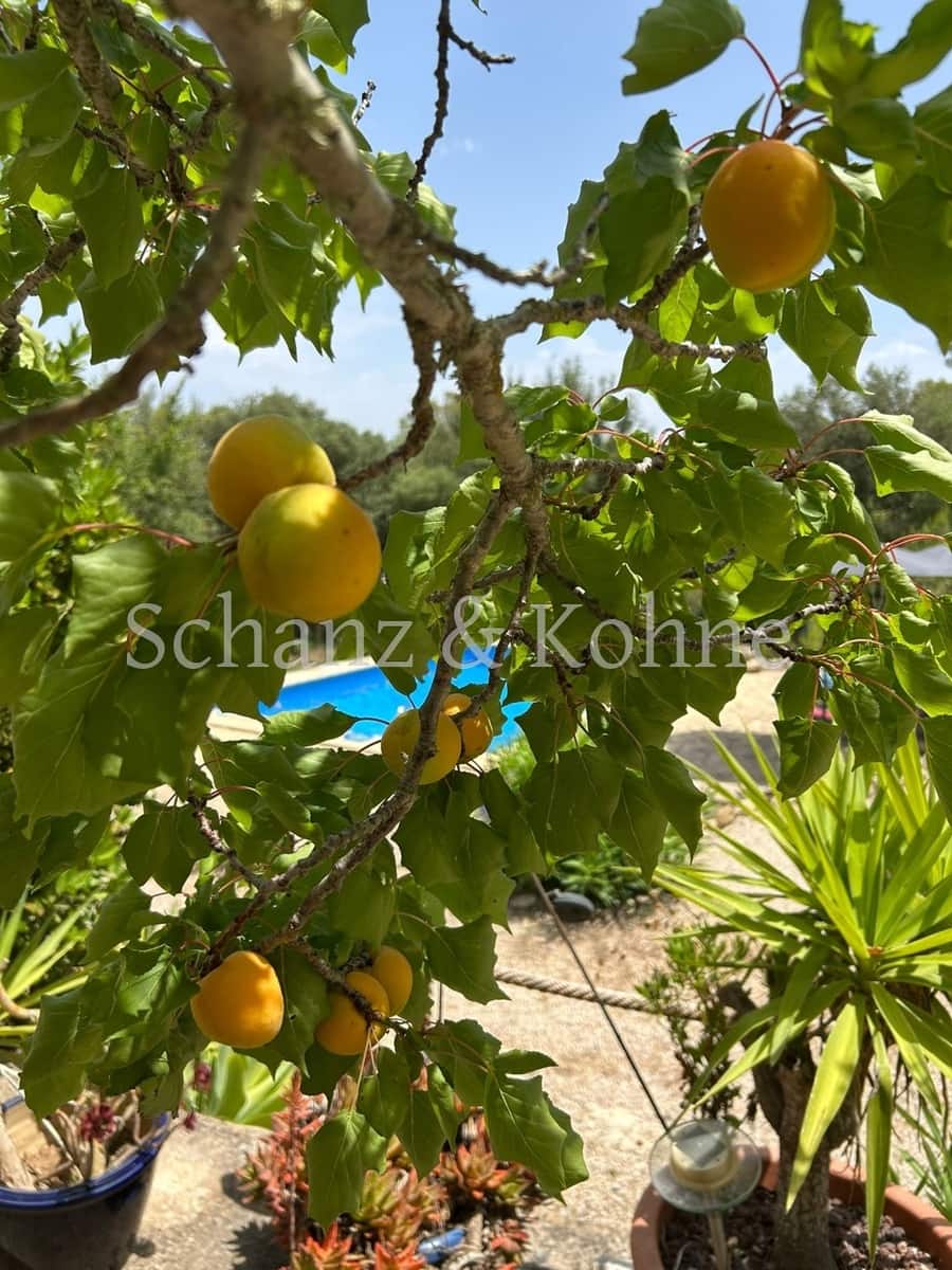 3 chambre Finca/Maison de Campagne à vendre à Sant Joan avec piscine - 789 000 € (Ref: 9170657)