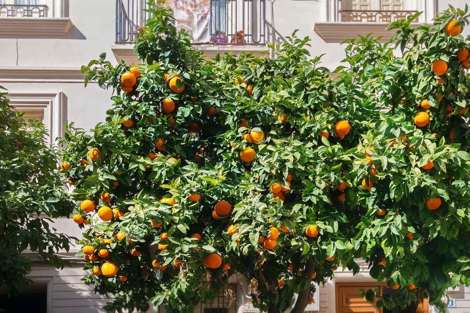 9 soverom Kommersiell til salgs i Almunecar - € 1 000 000 (Ref: 8091385)