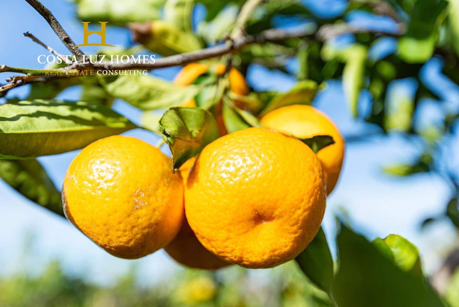 4 soveværelse Finca/Landehus til salg i Arcos de la Frontera - € 250.000 (Ref: 7896385)