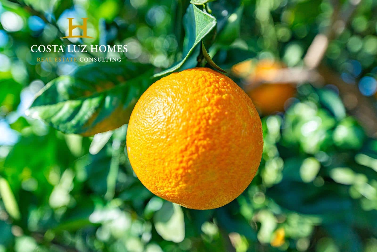 4 soveværelse Finca/Landehus til salg i Arcos de la Frontera - € 250.000 (Ref: 7896385)