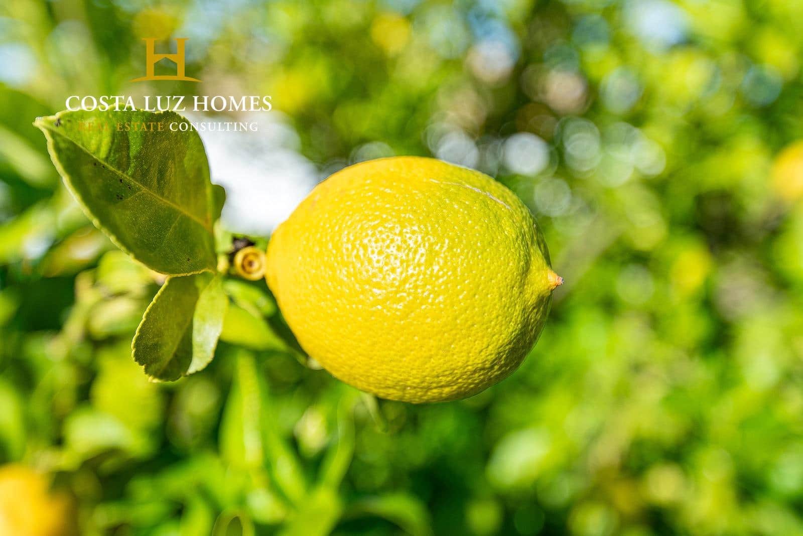 4 soveværelse Finca/Landehus til salg i Arcos de la Frontera - € 250.000 (Ref: 7896385)