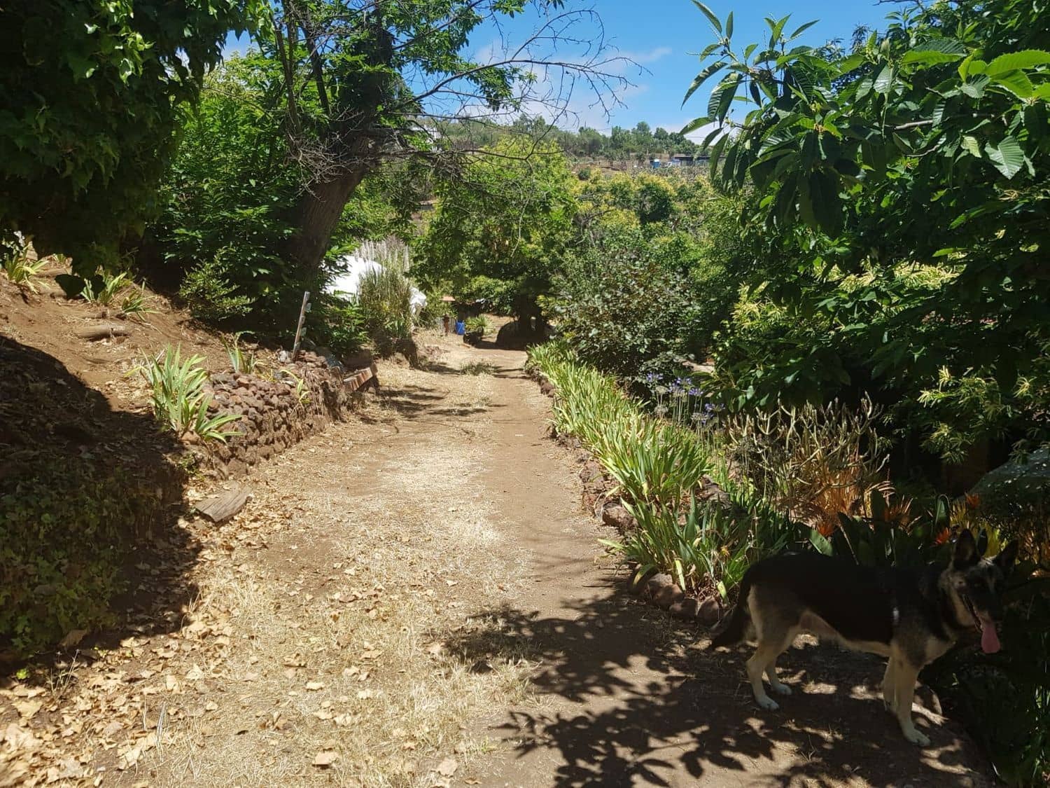 3 slaapkamer Finca/Landhuis te koop in Vega de San Mateo - € 270.000 (Ref: 9882306)