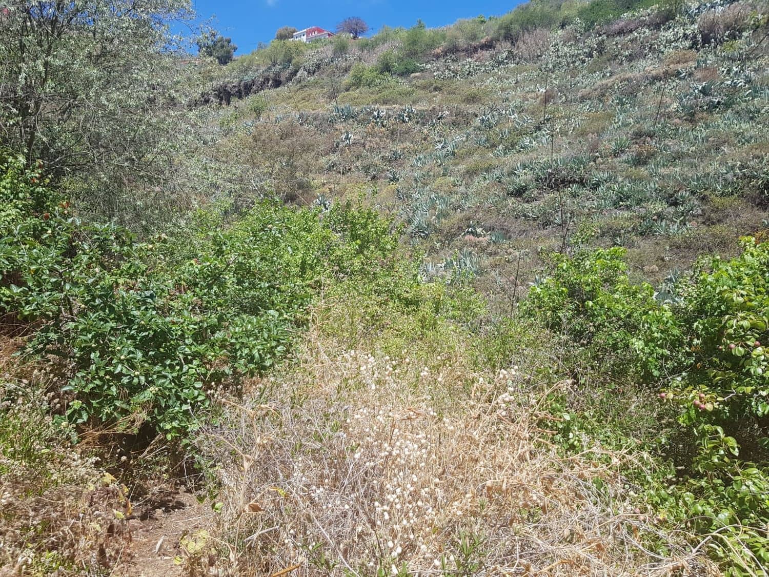 3 slaapkamer Finca/Landhuis te koop in Vega de San Mateo - € 270.000 (Ref: 9882306)
