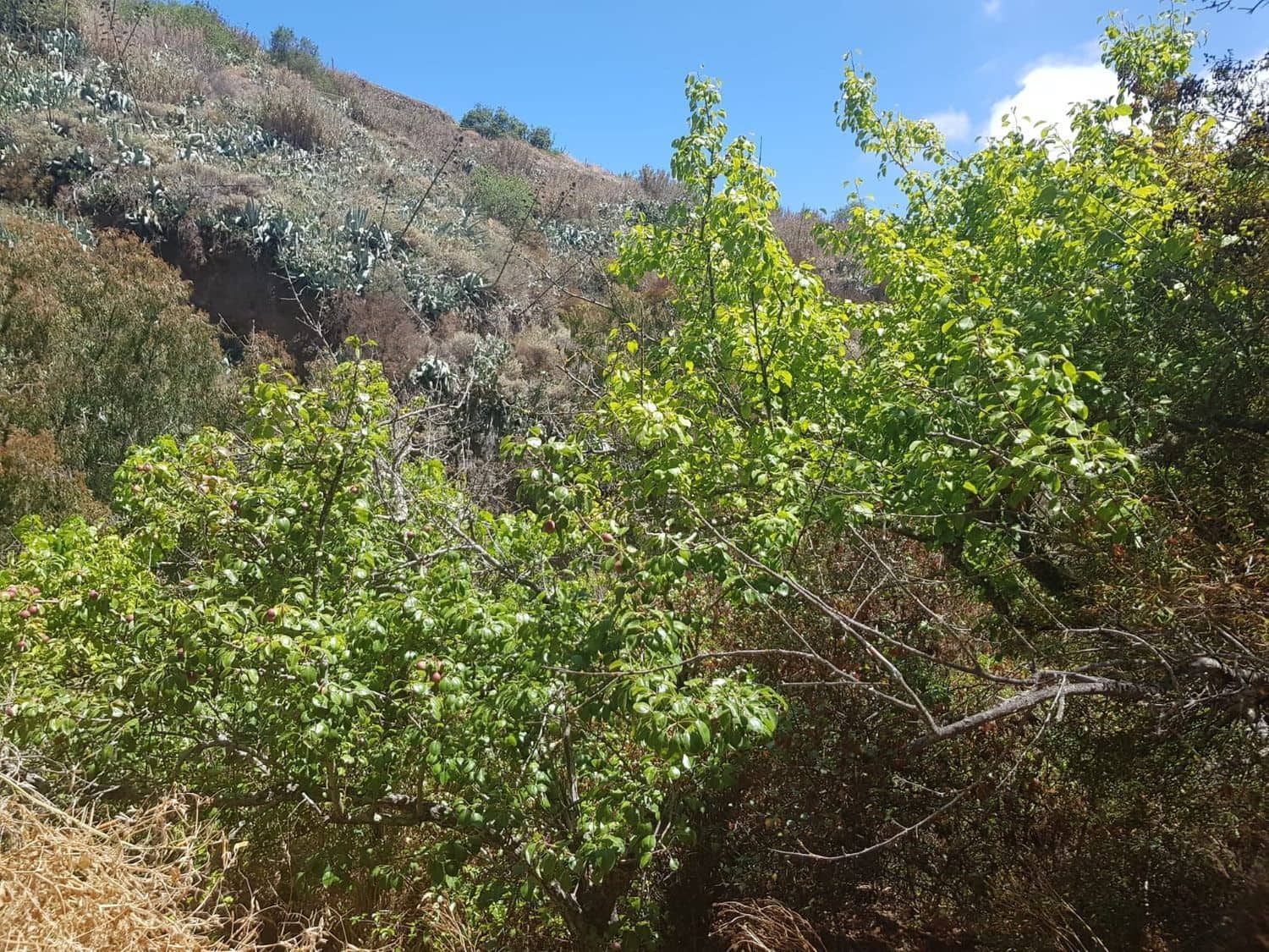 3 slaapkamer Finca/Landhuis te koop in Vega de San Mateo - € 270.000 (Ref: 9882306)
