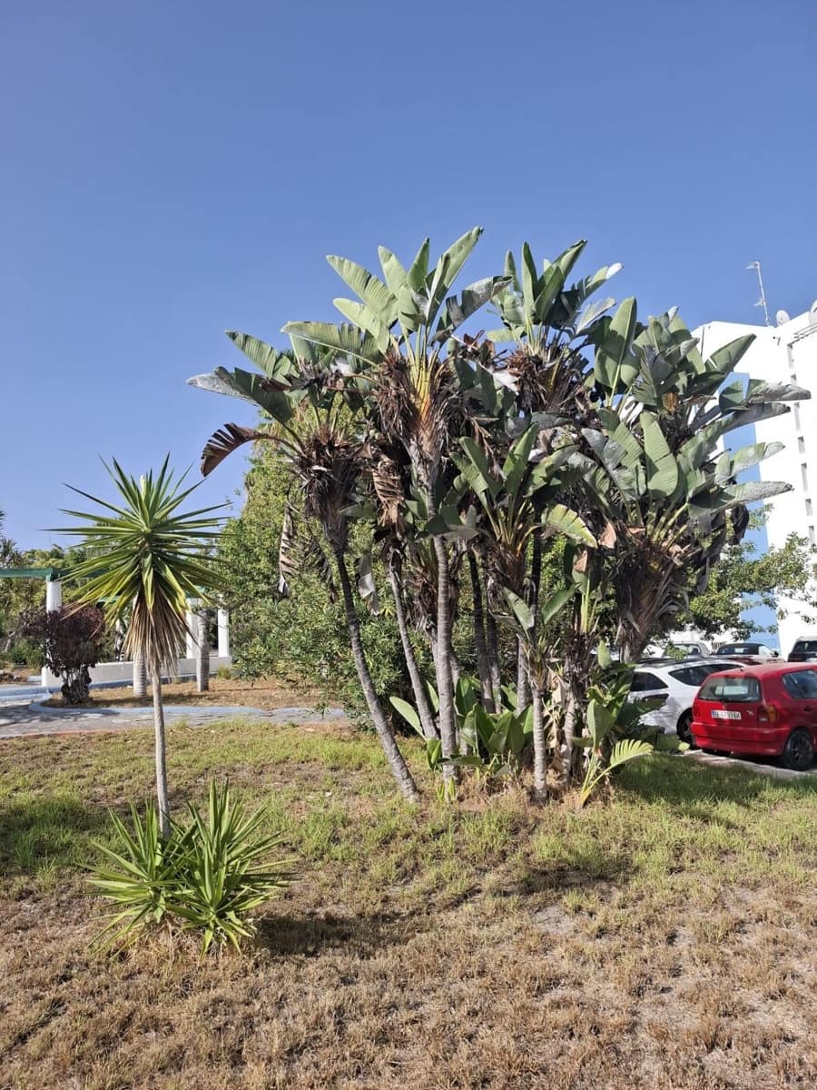 Studio til salg i Golf del Sur med swimmingpool - € 175.000 (Ref: 8821690)