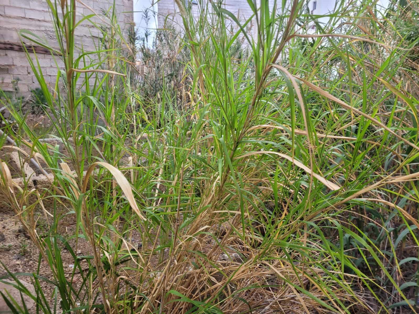 5 chambre Villa/Maison à vendre à Cabo Blanco avec garage - 275 000 € (Ref: 8952437)