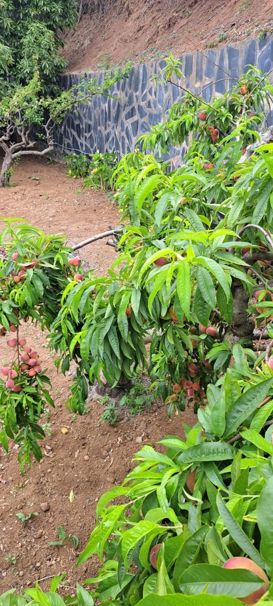 5 soveværelse Villa til salg i Los Silos med garage - € 650.000 (Ref: 9524006)