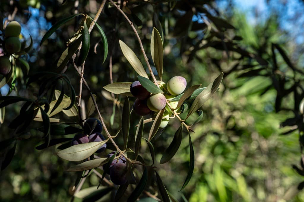 3 slaapkamer Villa te koop in Velez-Malaga met zwembad garage - € 495.000 (Ref: 8703581)