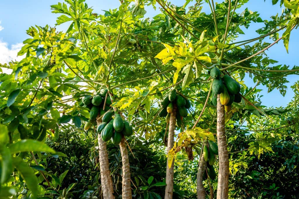 3 soveværelse Villa til salg i Nerja med swimmingpool - € 465.000 (Ref: 9535559)