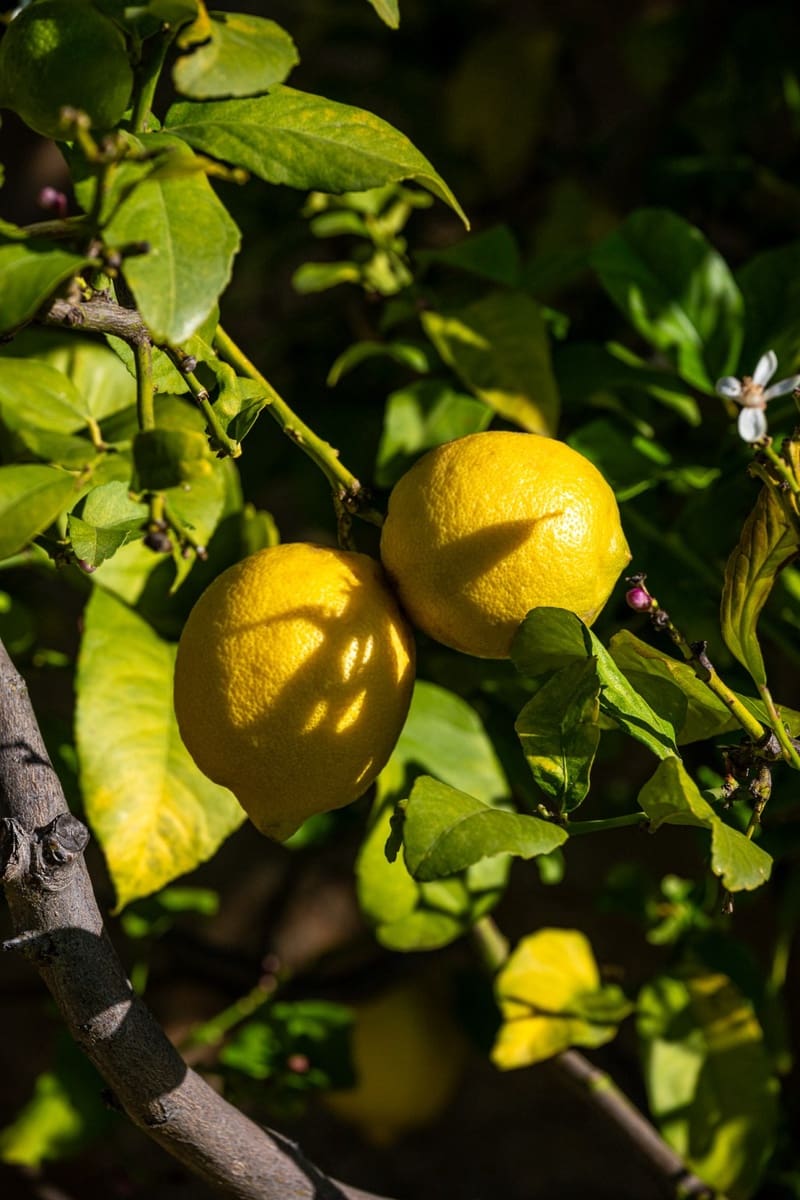 Chalet de 3 habitaciones en El Peñoncillo en venta con piscina garaje - 995.000 € (Ref: 9547724)