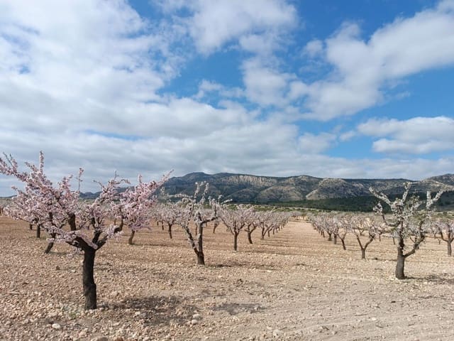 Area Edificabile in vendita in Pinoso - 26.900 € (Rif: 10014412)