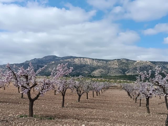 Area Edificabile in vendita in Pinoso - 26.900 € (Rif: 10014412)