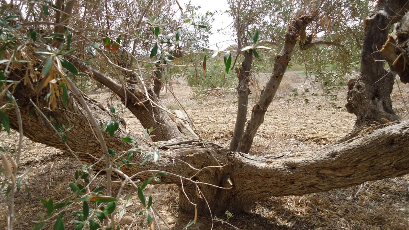 Bouwgrond te koop in Abanilla - € 19.900 (Ref: 10014445)