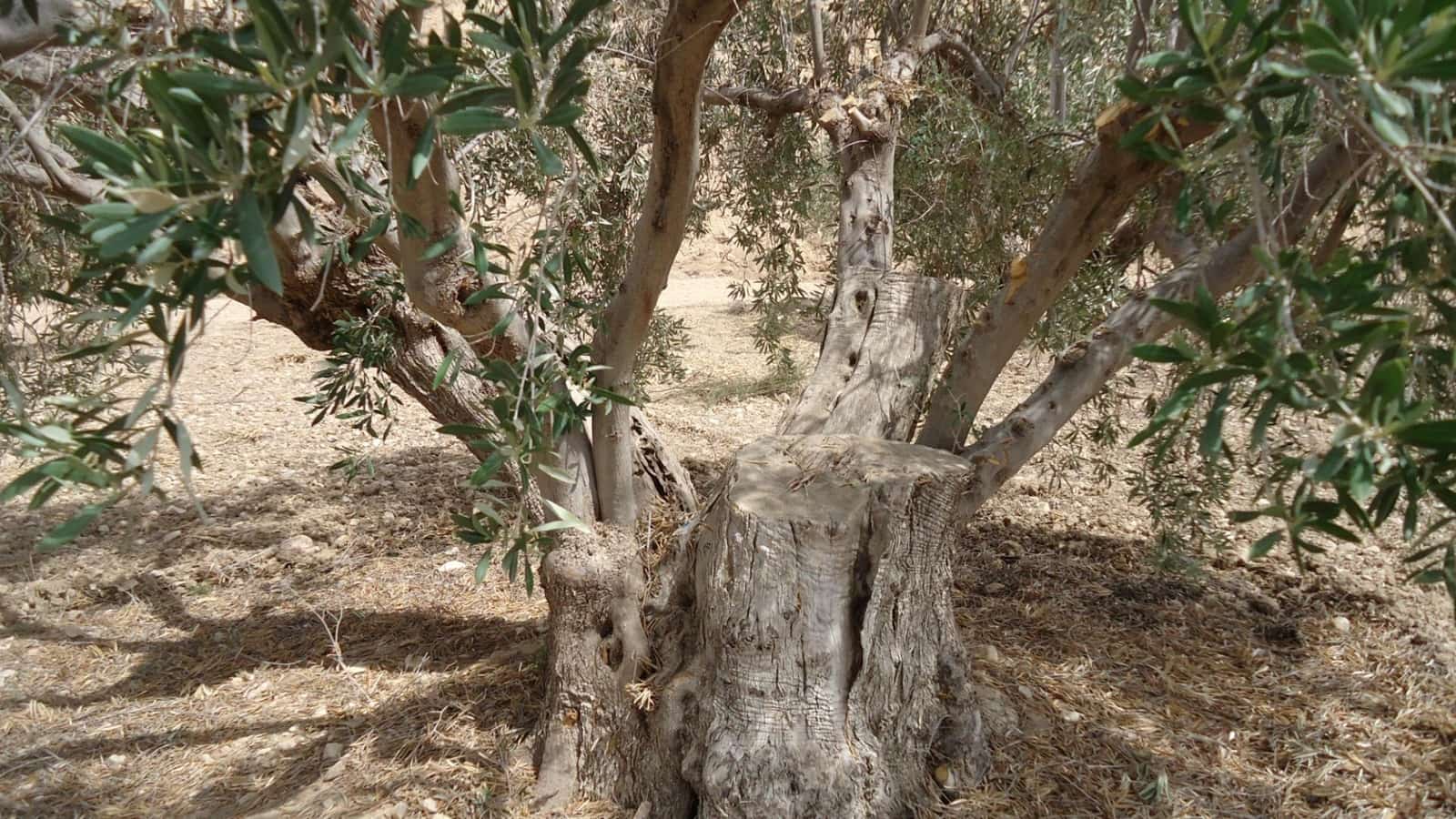 Bouwgrond te koop in Abanilla - € 19.900 (Ref: 10014445)