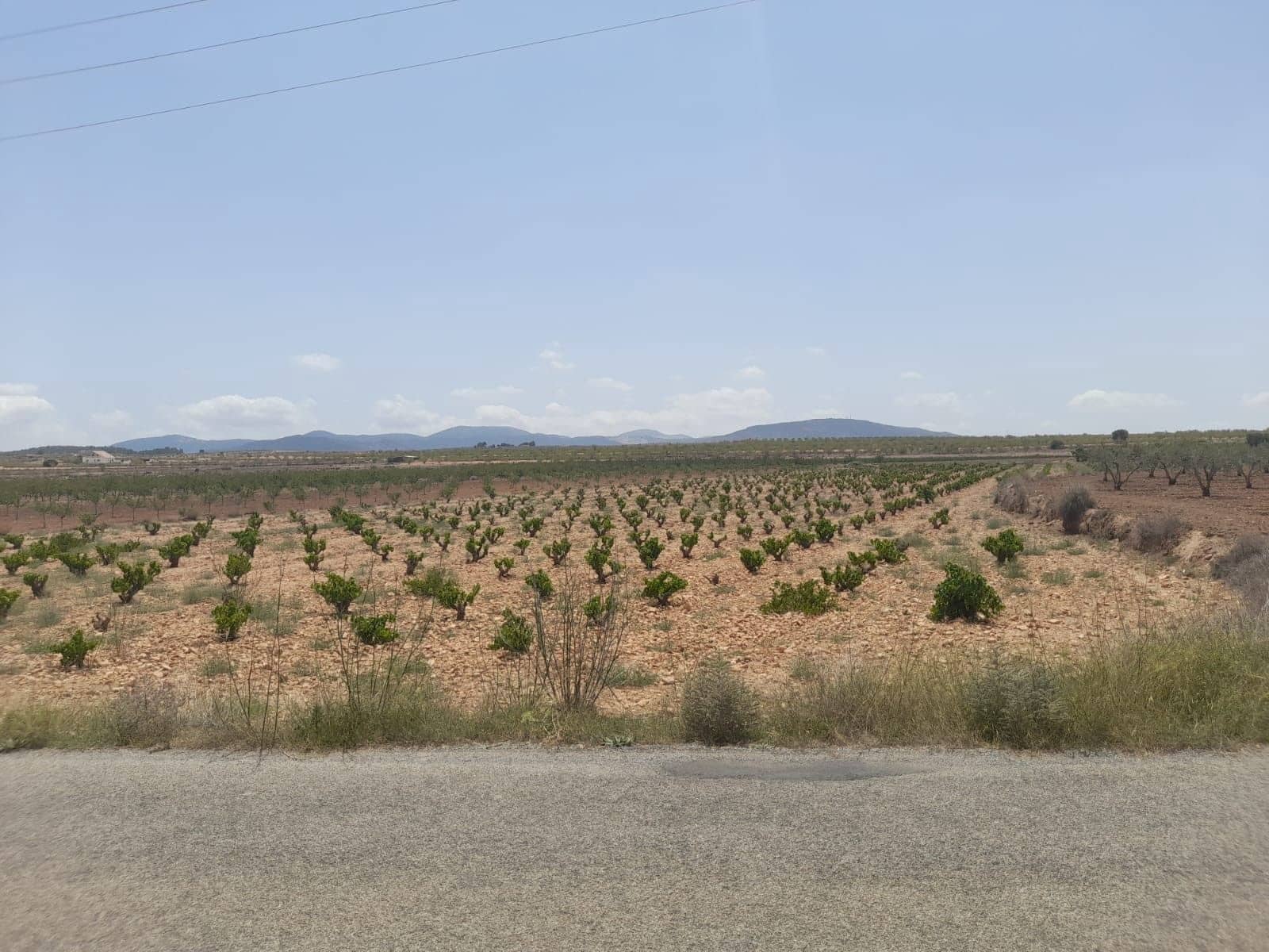 Area Edificabile in vendita in Pinoso - 32.995 € (Rif: 10014564)