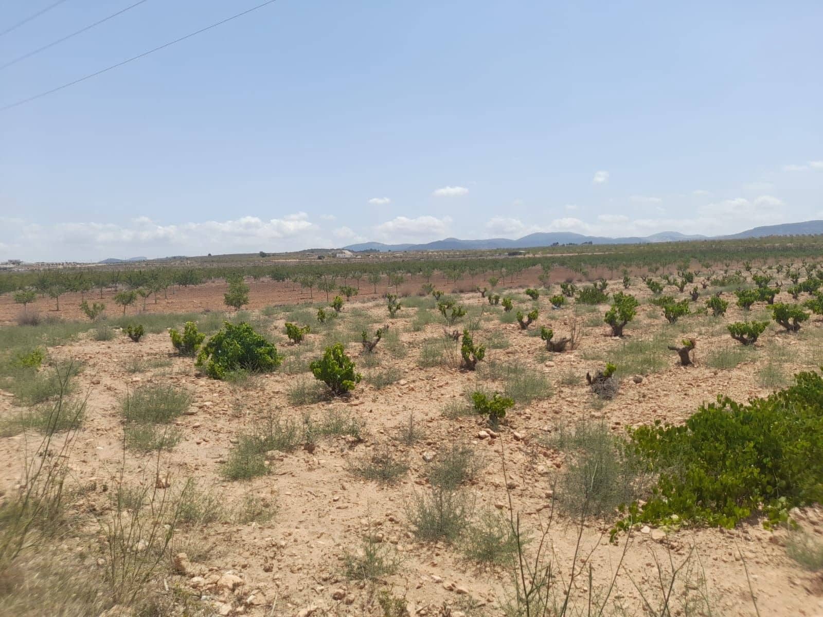 Area Edificabile in vendita in Pinoso - 32.995 € (Rif: 10014564)