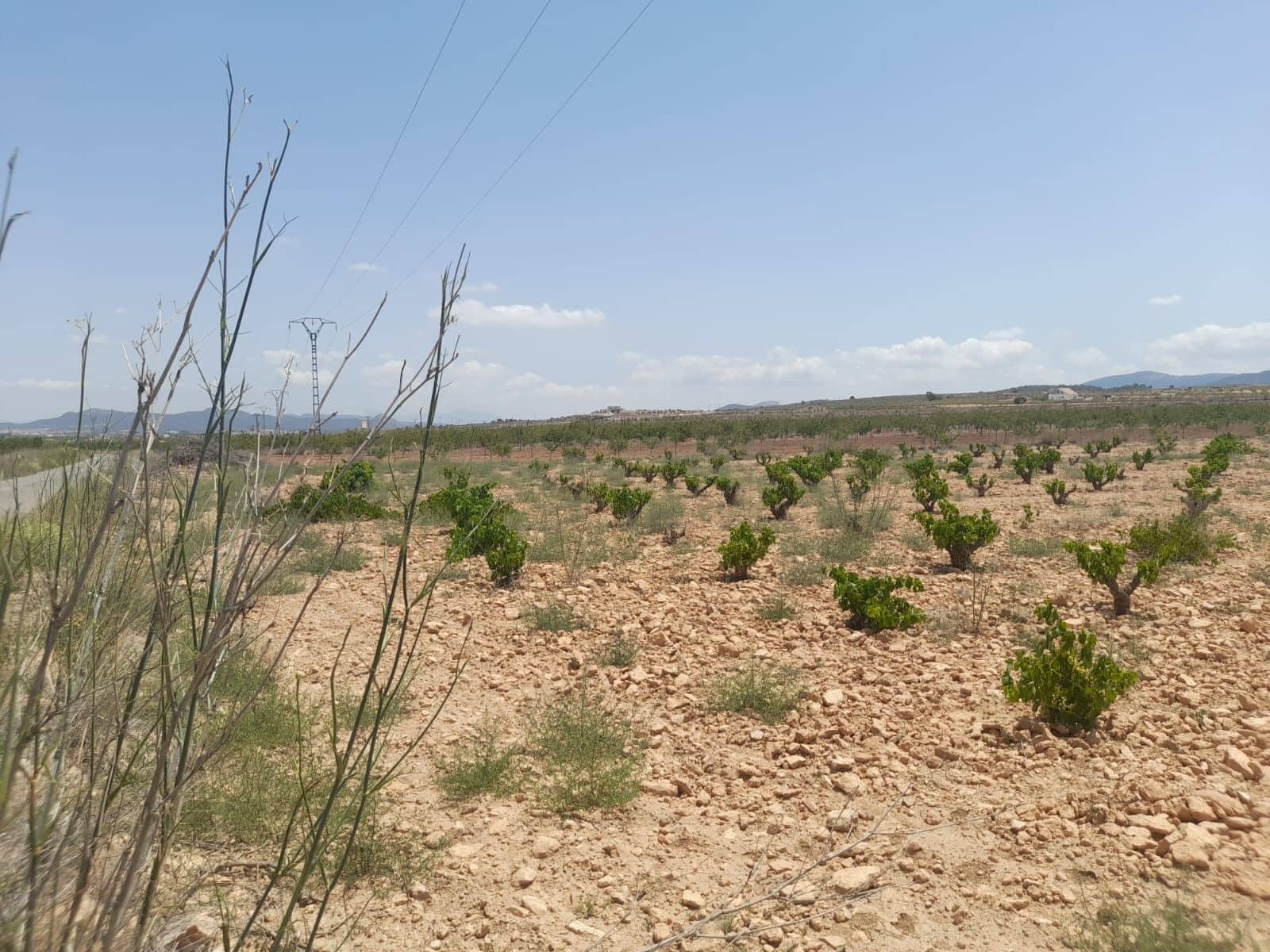 Area Edificabile in vendita in Pinoso - 32.995 € (Rif: 10014564)