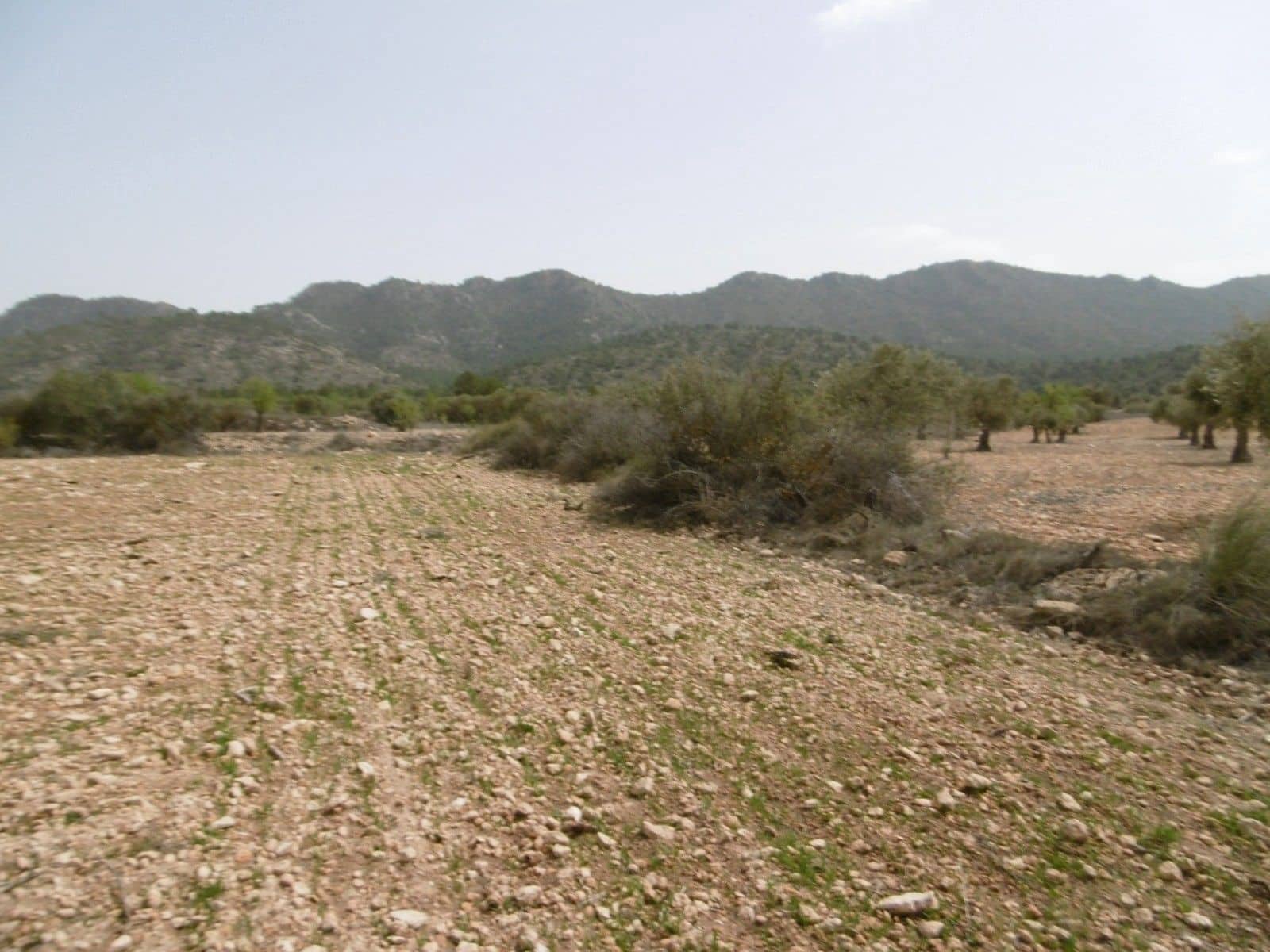 Terreno para Construção para venda em Yecla - 12 000 € (Ref: 10014574)