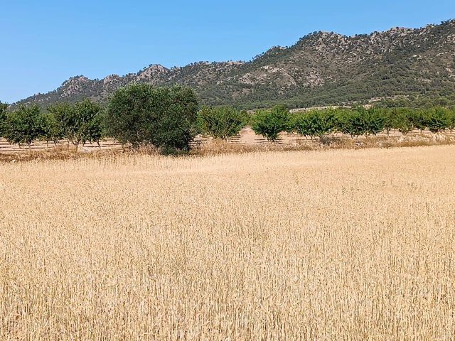 Terreno para Construção para venda em Yecla - 12 000 € (Ref: 10014574)