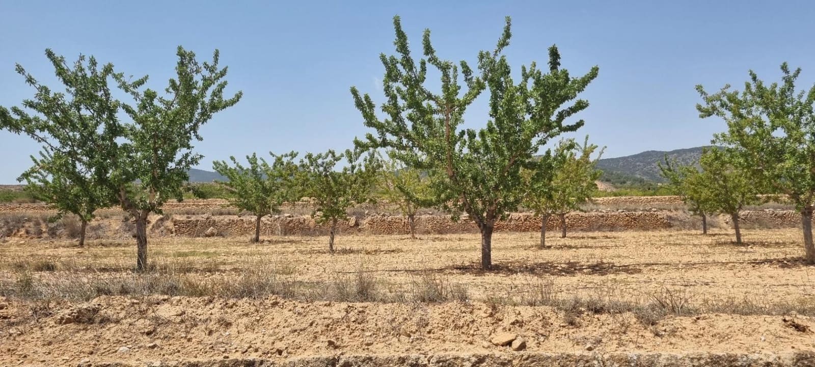 Building Plot for sale in Yecla - € 25,995 (Ref: 9313250)