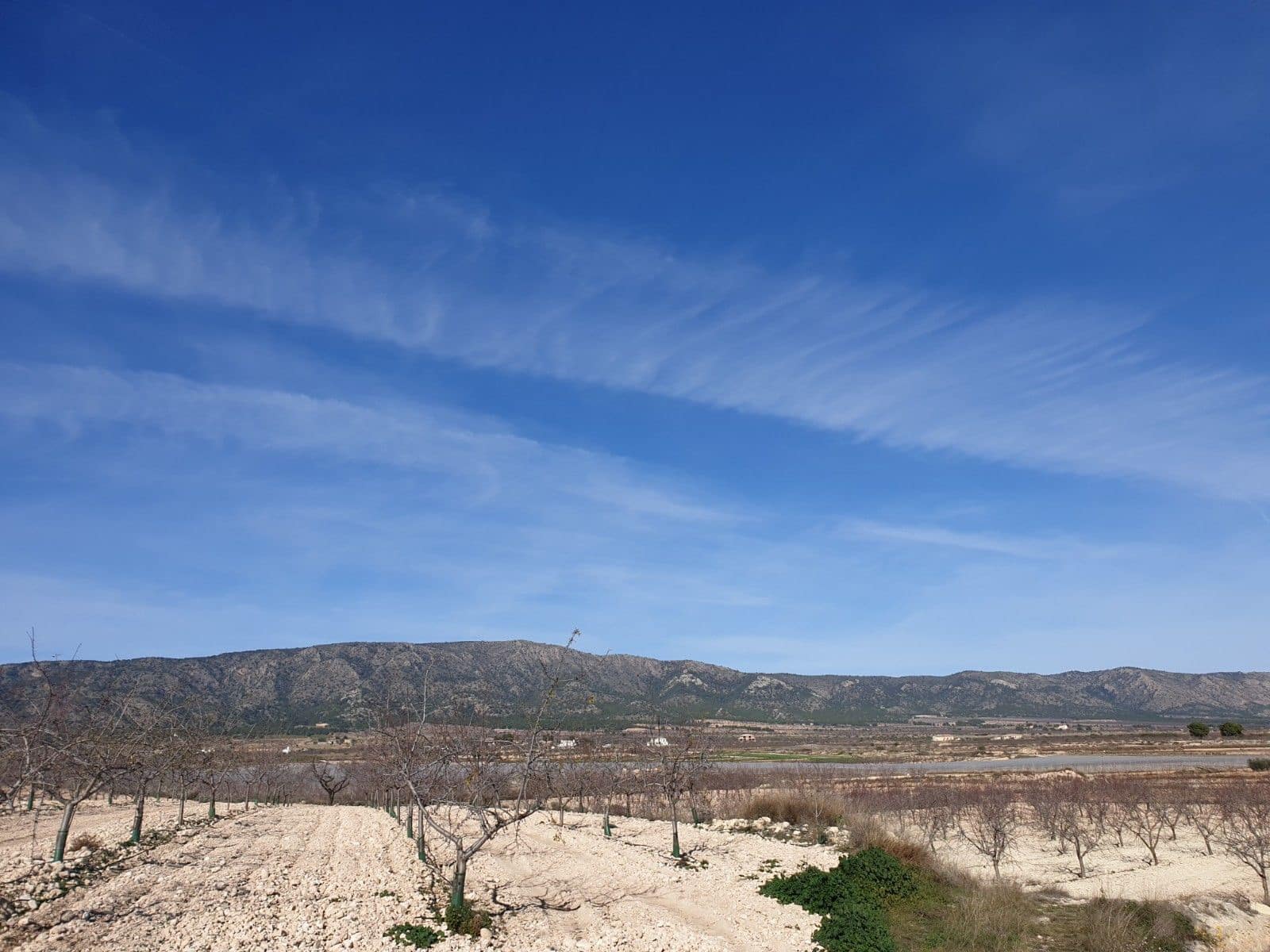 Area Edificabile in vendita in Pinoso - 30.995 € (Rif: 9313666)