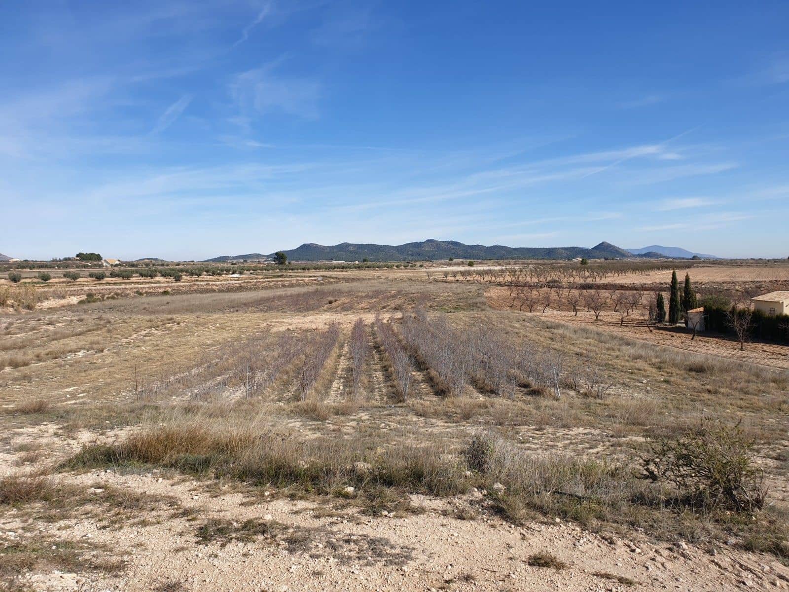 Area Edificabile in vendita in Pinoso - 30.995 € (Rif: 9313666)