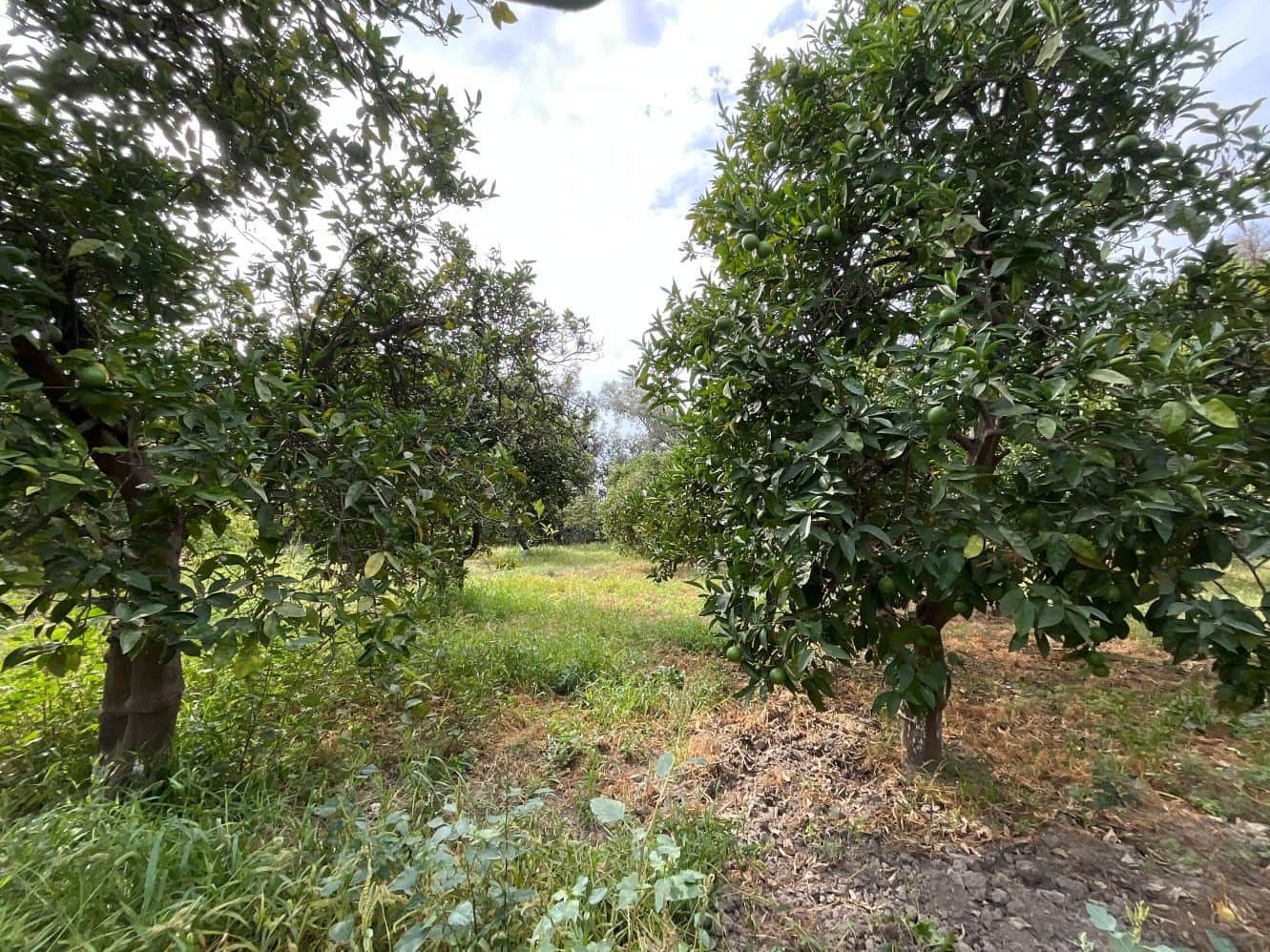 Undeveloped Land for sale in Chite - € 24,000 (Ref: 9588067)