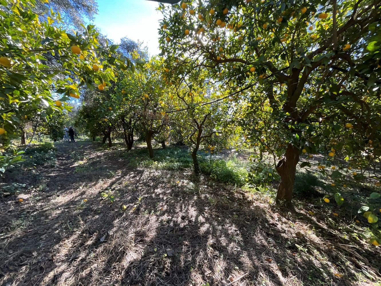 Undeveloped Land for sale in Beznar - € 76,000 (Ref: 9588069)