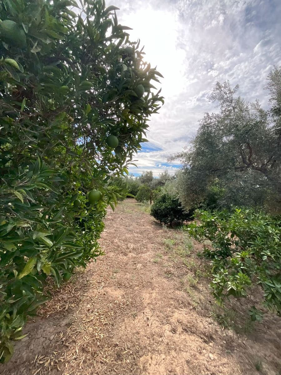 Landgrundstück zu verkaufen in Chite - 18.000 € (Ref: 9588074)