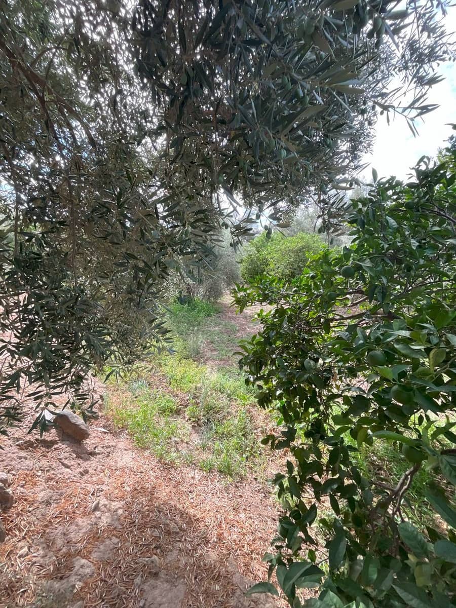 Landgrundstück zu verkaufen in Chite - 18.000 € (Ref: 9588074)